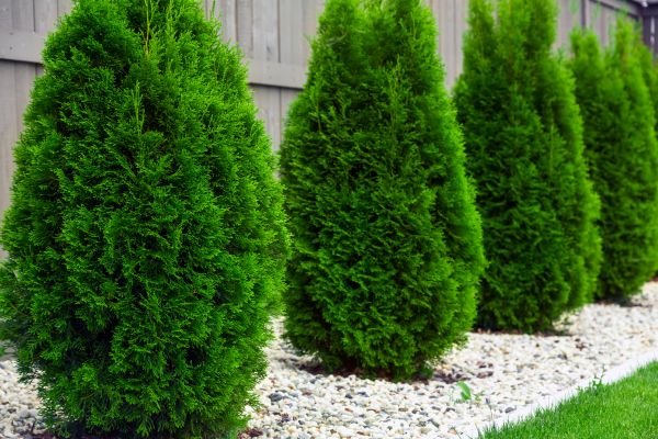 Arborvitae Planting in Palmetto