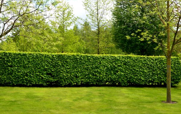 Hedge Planting in Palmetto