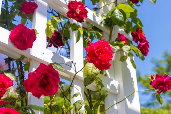 Home Gardening Service in Palmetto