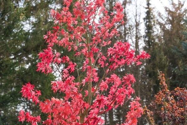 Japanese Maple Planting in Palmetto
