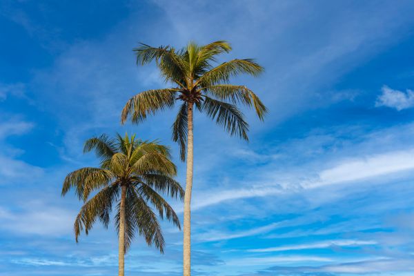 Palm Tree Planting in Palmetto