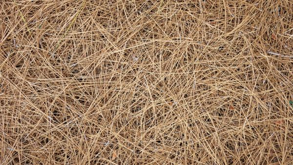 Pine Needles Delivery in Palmetto
