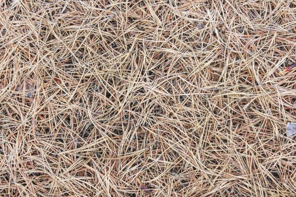 Pine Straw Installation in Palmetto