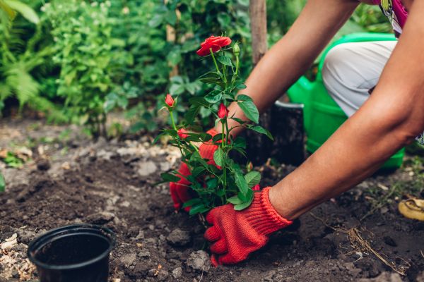 Planting Service in Palmetto
