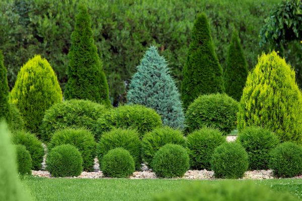Shrub Replacement in Palmetto