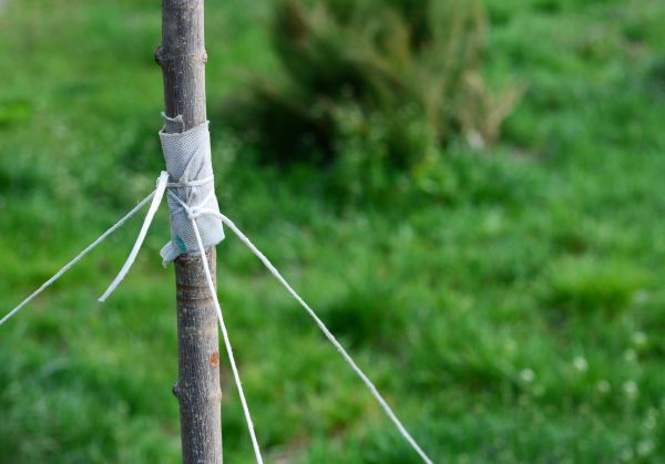 Tree Staking Service in Palmetto