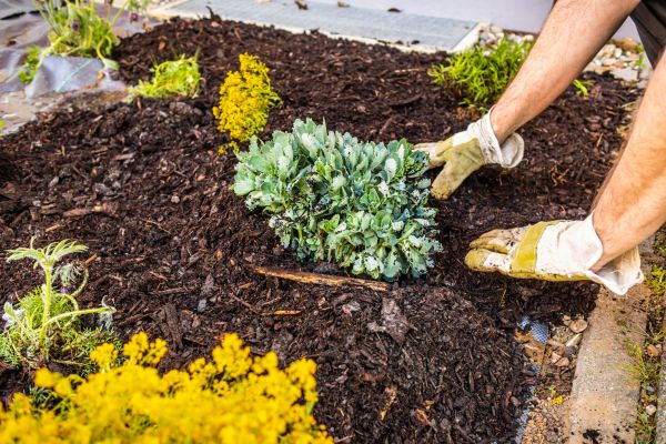 Weeding And Mulching in Palmetto