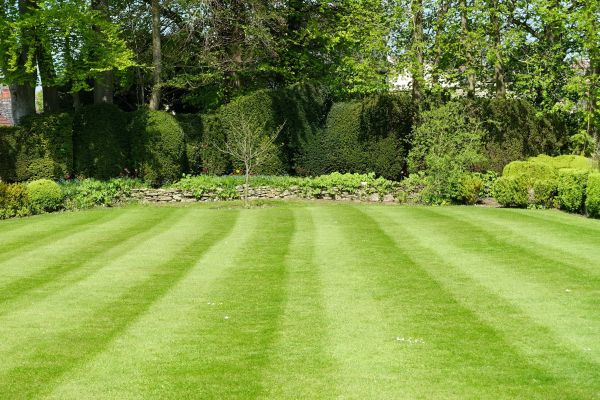 Lawn Renovation in Palmetto