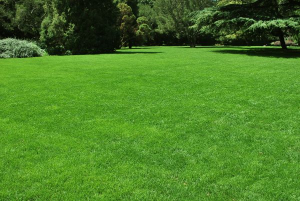 Lawn Landscaping in Palmetto