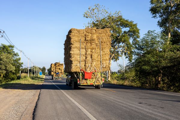 Pine Straw Delivery in Palmetto