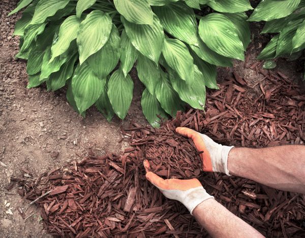 Shredded Mulch Service in Palmetto