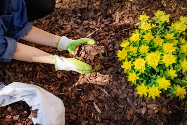 Pine Bark Mulch Installation in Palmetto