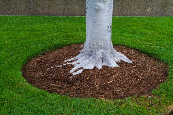 Brown Mulch Installation in Palmetto