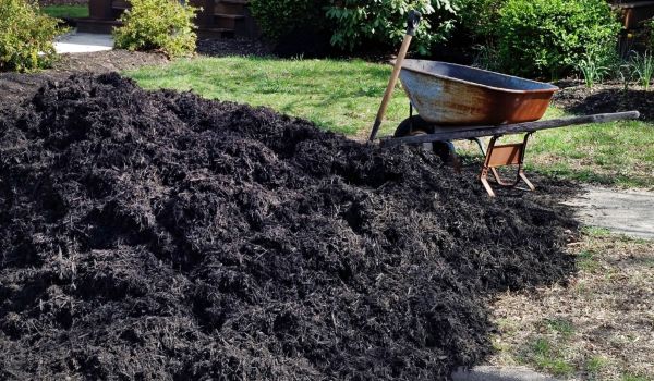Black Mulch Installation in Palmetto