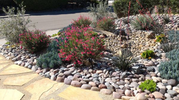 Xeriscape Landscaping in Palmetto