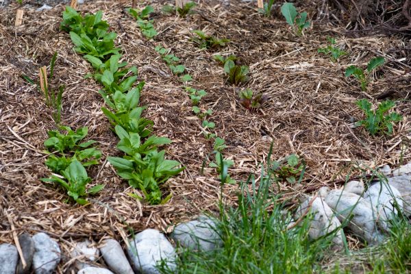 Mulch Service in Palmetto