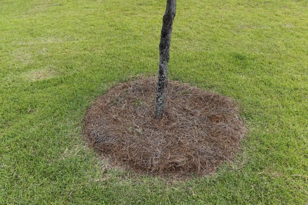 Pine Straw Spreading in Palmetto