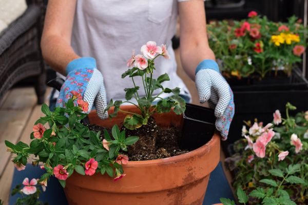 Plant Care Service in Palmetto