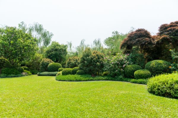 Tree Landscaping in Palmetto