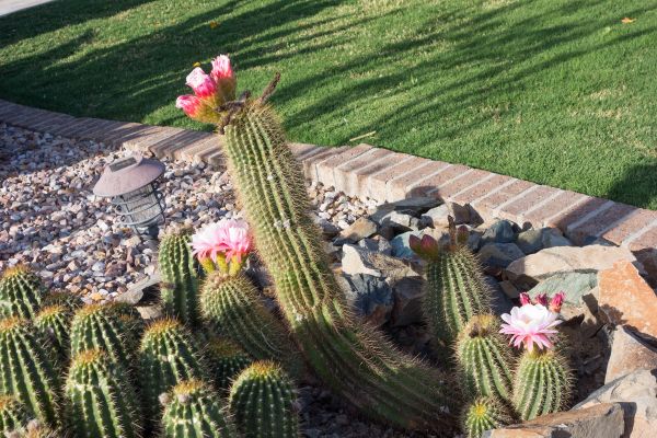 Desert Landscaping in Palmetto