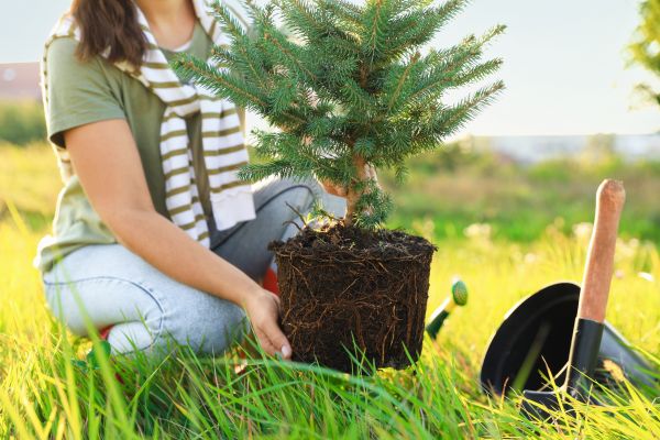 Spruce Tree Planting in Palmetto