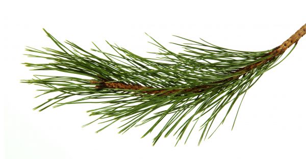 Pine Needles Installation in Palmetto
