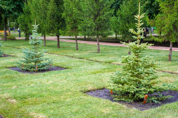 Privacy Trees Planting in Palmetto