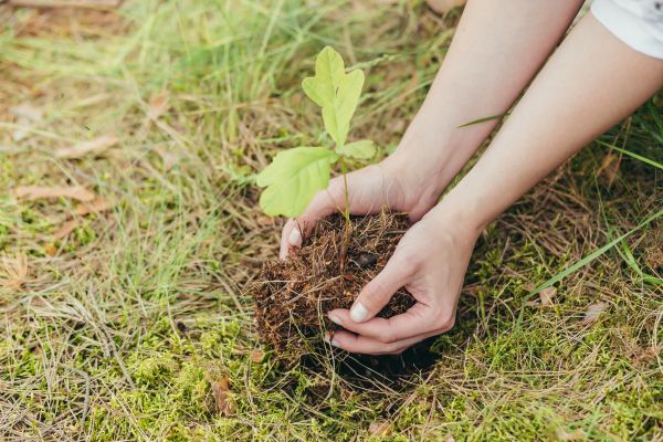 Oak Tree Planting in Palmetto