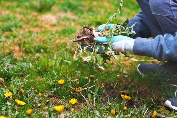 Flower Bed Clearing in Palmetto