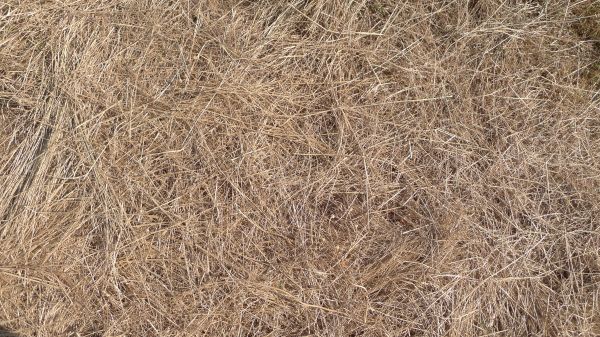 Pine Straw Replacement in Palmetto