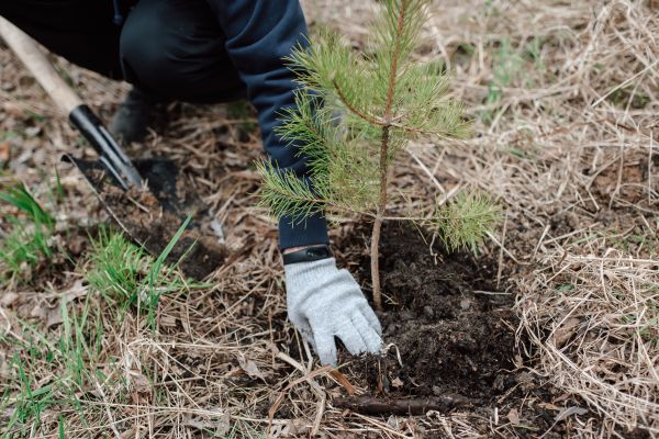Pine Tree Planting in Palmetto
