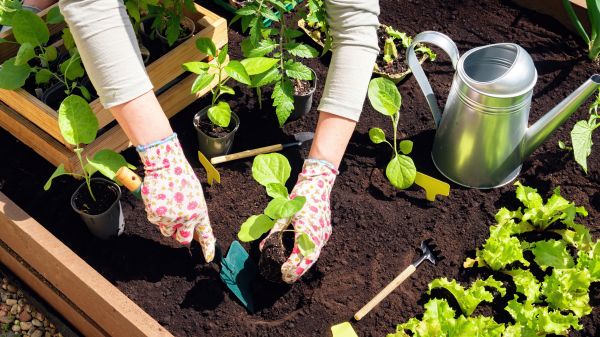 Garden Bed Installation in Palmetto
