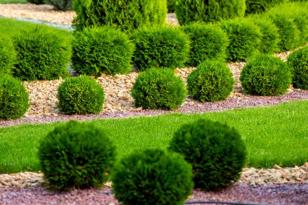 Bush Replacement in Palmetto