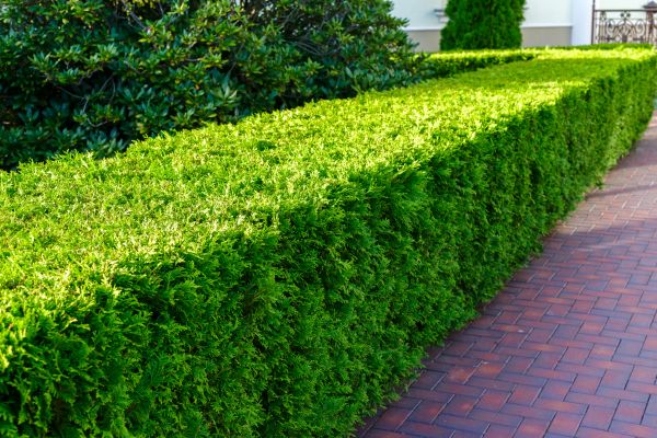 Hedge Installation in Palmetto