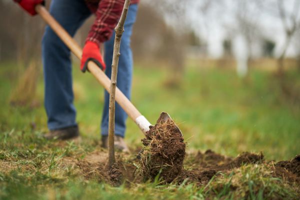 Trees Planting in Palmetto