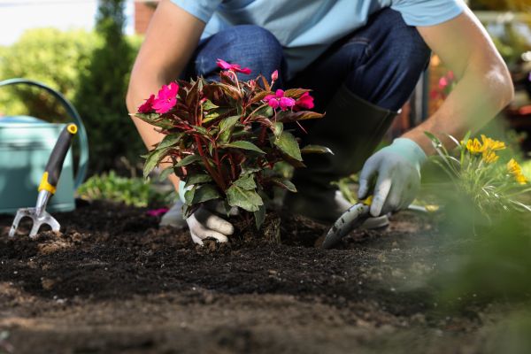 Plant Replacement in Palmetto