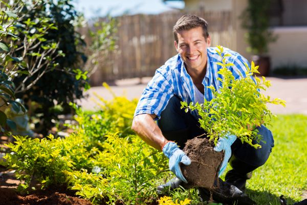 Shrub Landscaping in Palmetto