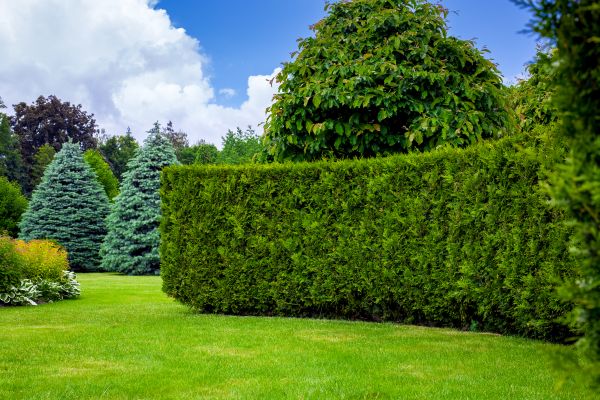 Hedge Landscaping in Palmetto