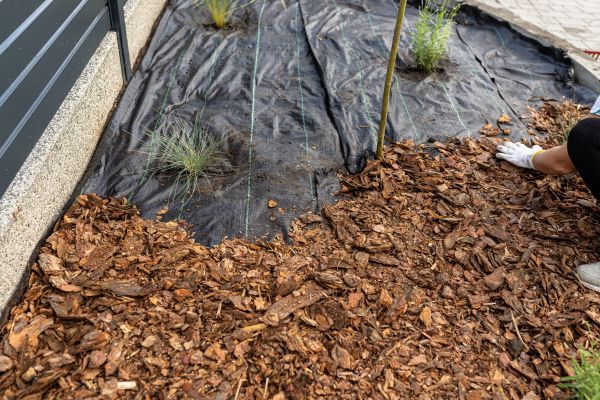 Pine Bark Spreading in Palmetto