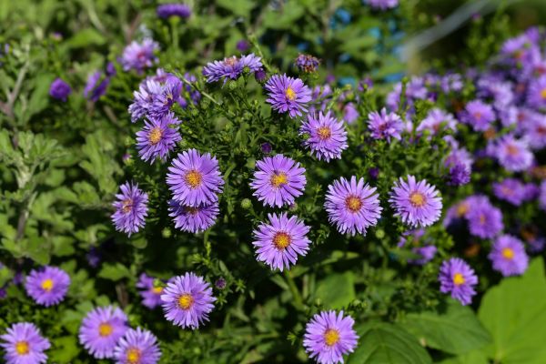Perennial Flower Planting in Palmetto