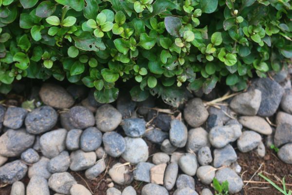 River Stone Installation in Palmetto