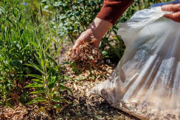 Wood Mulch Installation in Palmetto