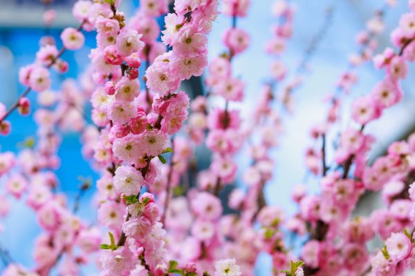 Japanese Cherry Tree Planting in Palmetto