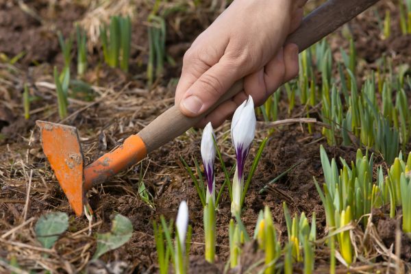Flower Garden Weeding in Palmetto