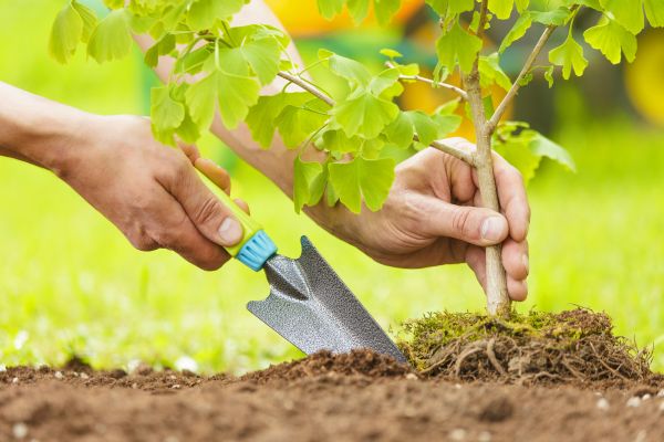 Fruit Tree Planting in Palmetto