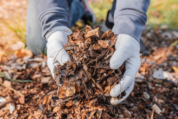Shredded Mulch Installation in Palmetto