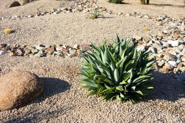 Xeriscaping Service in Palmetto