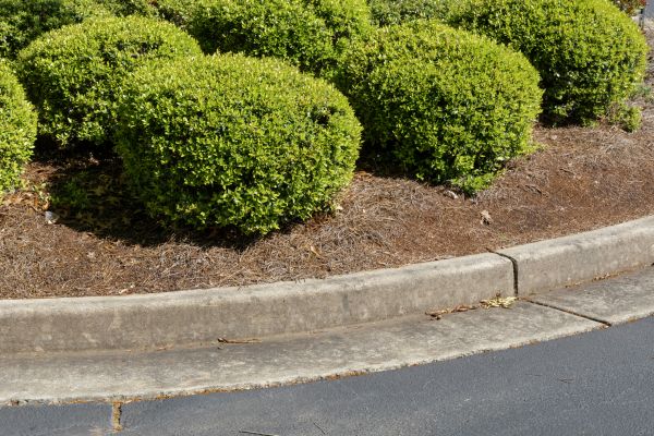 Pine Mulch Installation in Palmetto