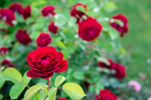 Rose Planting in Palmetto