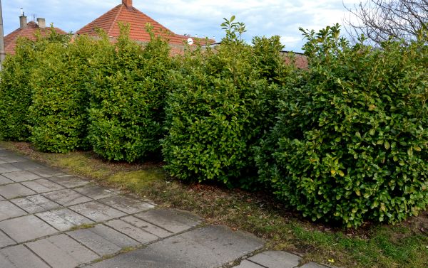Privacy Shrub Installation in Palmetto